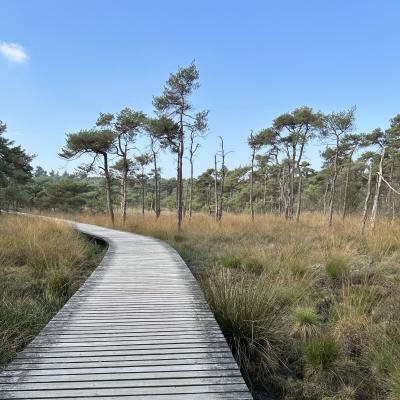Catootjes kletspraat
